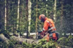 Husqvarna 560 XP® Mark II / 45 – Modell 2025 – Bild 2